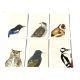 Czernin Verlag Postkartenset "Im freien Feld" 12 Postkarten mit Vogelmotiven